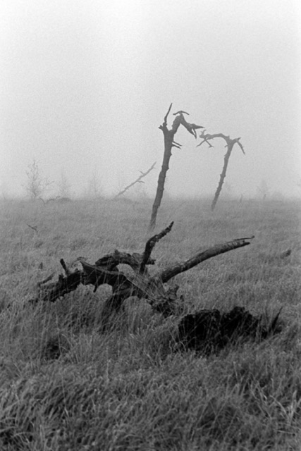 Film photography