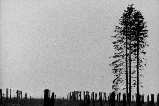 Film photography